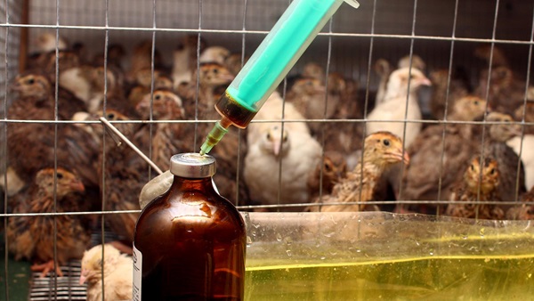 Resistencia antibioticos animales